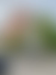 Ljubljana Travel Guide auf Deutsch mit den wichtigsten Sehenswürdigkeiten für deinen ersten Besuch. Burg von Ljubljana, Prešerenplatz, Drei Brücken, Drachenbrücke, Dom St. Nikolaus und Altstadt an der Ljubljanica, kompakt erklärt mit praktischen Tipps. Reiseführer Ljubljana