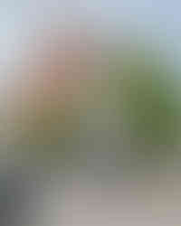 Prešerenplatz in Ljubljana mit Stadtleben, Ljubljana Travel Guide mit Sehenswürdigkeiten, Altstadt Tipps und Highlights für Kurztrip