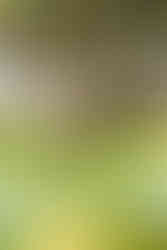 Graugans steht auf grünem Rasen mit Osterglocken