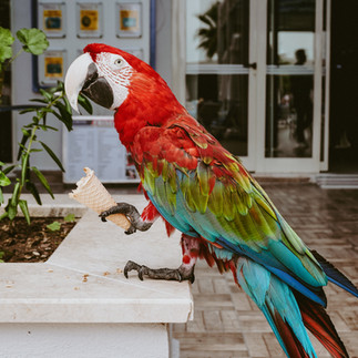 A brightly colored macaw sits on a wall.