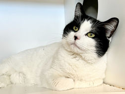 5 Reasons Why It’s Important to Spay or Neuter Your Companion Animals