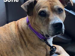 🎉 Happy Pit Bull Awareness Month! 50% Off Pittie Adoptions 🐕