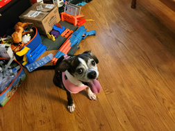 🐶 RESCUE TAILS: Raylan