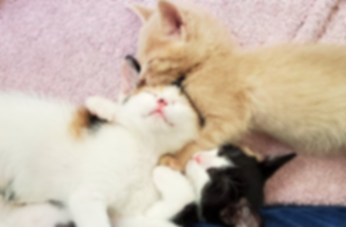 foster kittens group edited.png