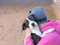 Fire Safety: 10 Tips to Protect Your Pets