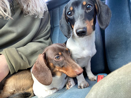Roux (2).jpg