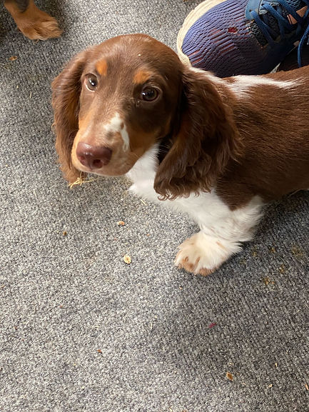 Jasper (1).JPEG