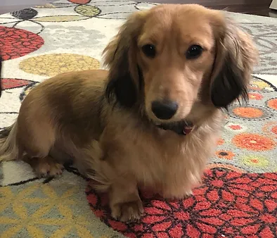 shaded cream long haired dachshund