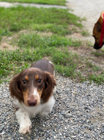 Jasper (3).JPEG