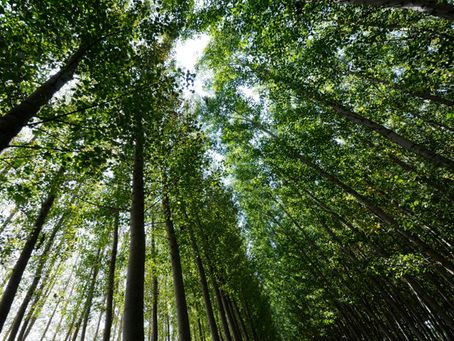 Minas Gerais receberá investimentos para preservação de Parques