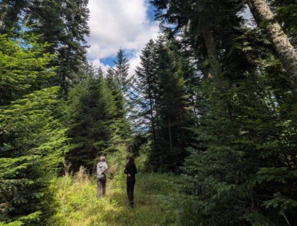 Forêt gérée durablement par une sylviculture mélangée à couvert continu