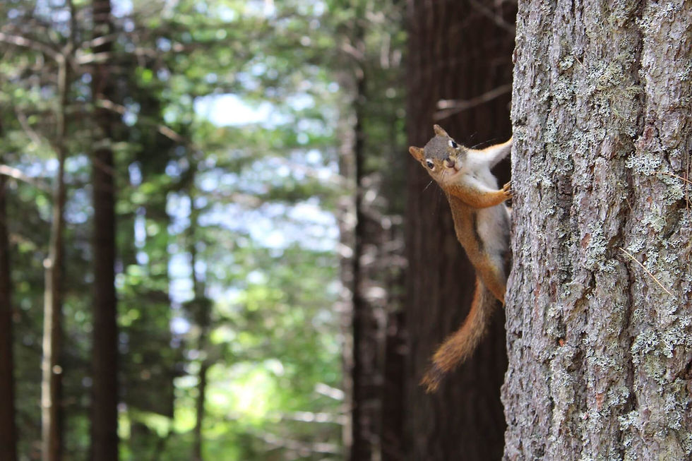 brown-squirrel-on-gray-tree-trunk-157111