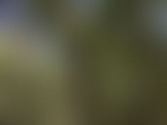 Forêt gérée durablement en Auvergne par CERF VERT