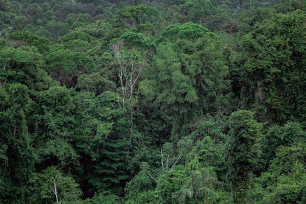 Forêt tropicale Montsinéry-Tonnegrande Guyane CERF VERT canopée