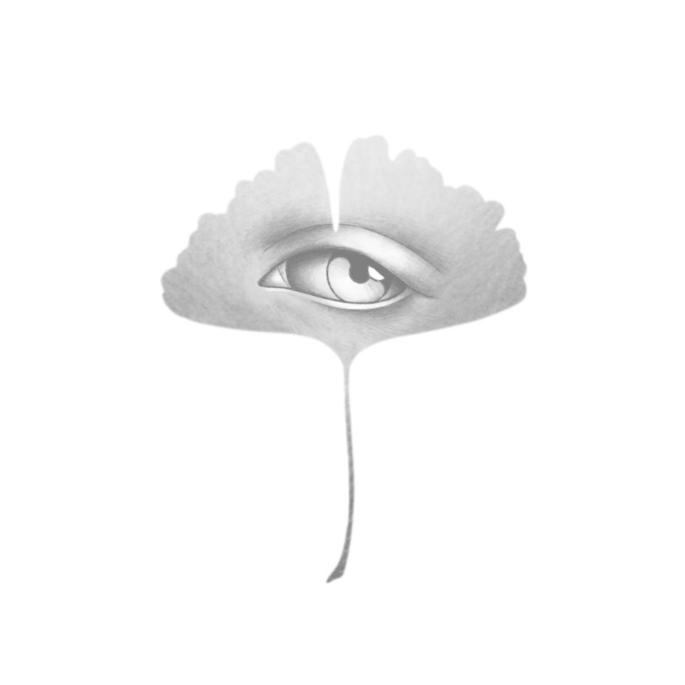 "ginkgo" - min 8cm