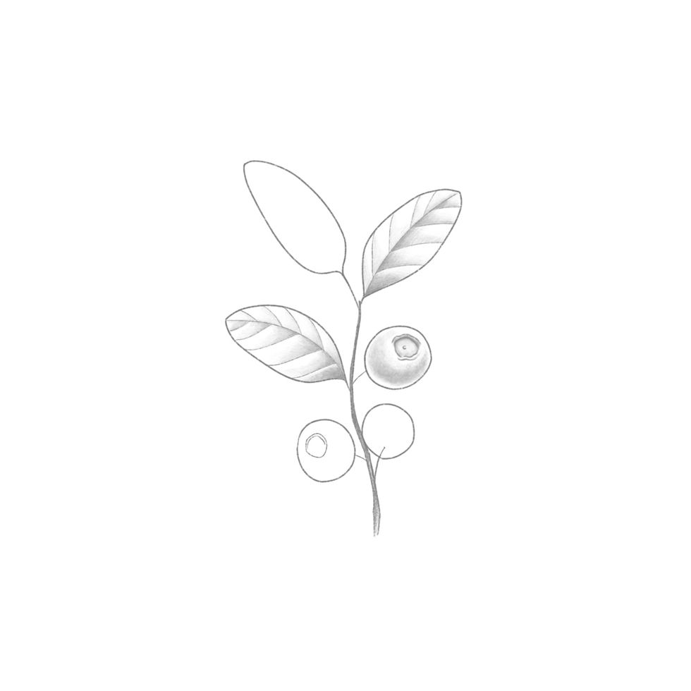 "blueberries" - min 9 cm