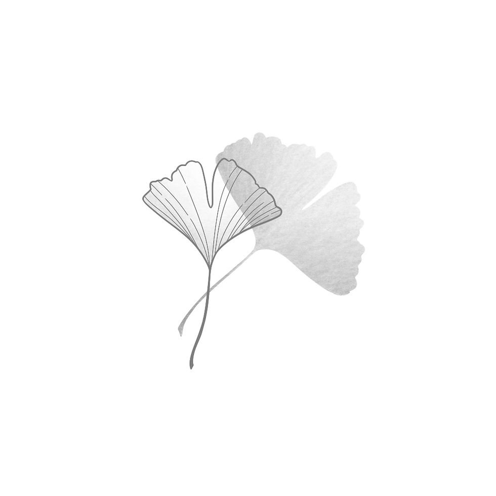 "ginkgo" min 8cm