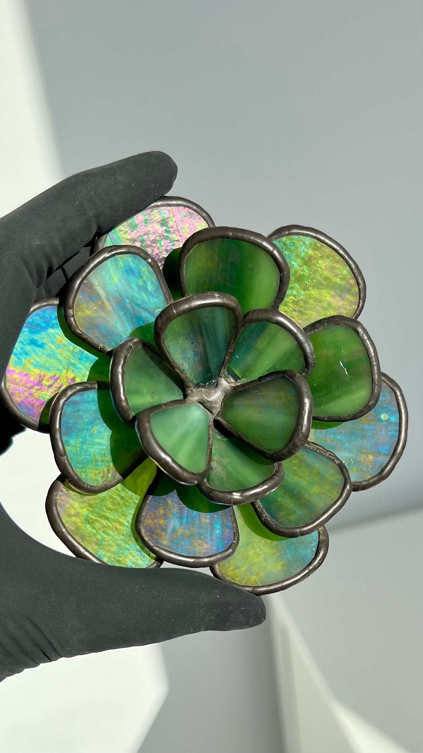 iridiscent succulent