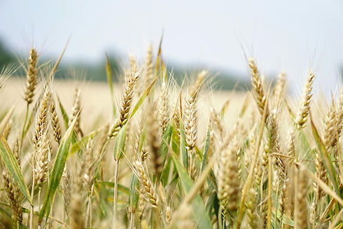 Organic Grain Hub Home.jpg