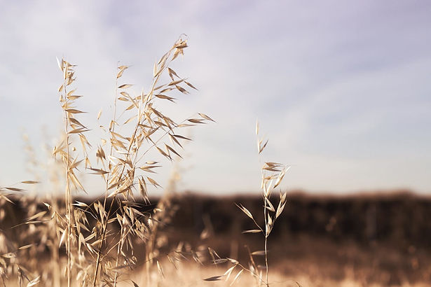 Oats Crop