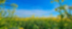 Organic Grain Insights Page Header.jpg