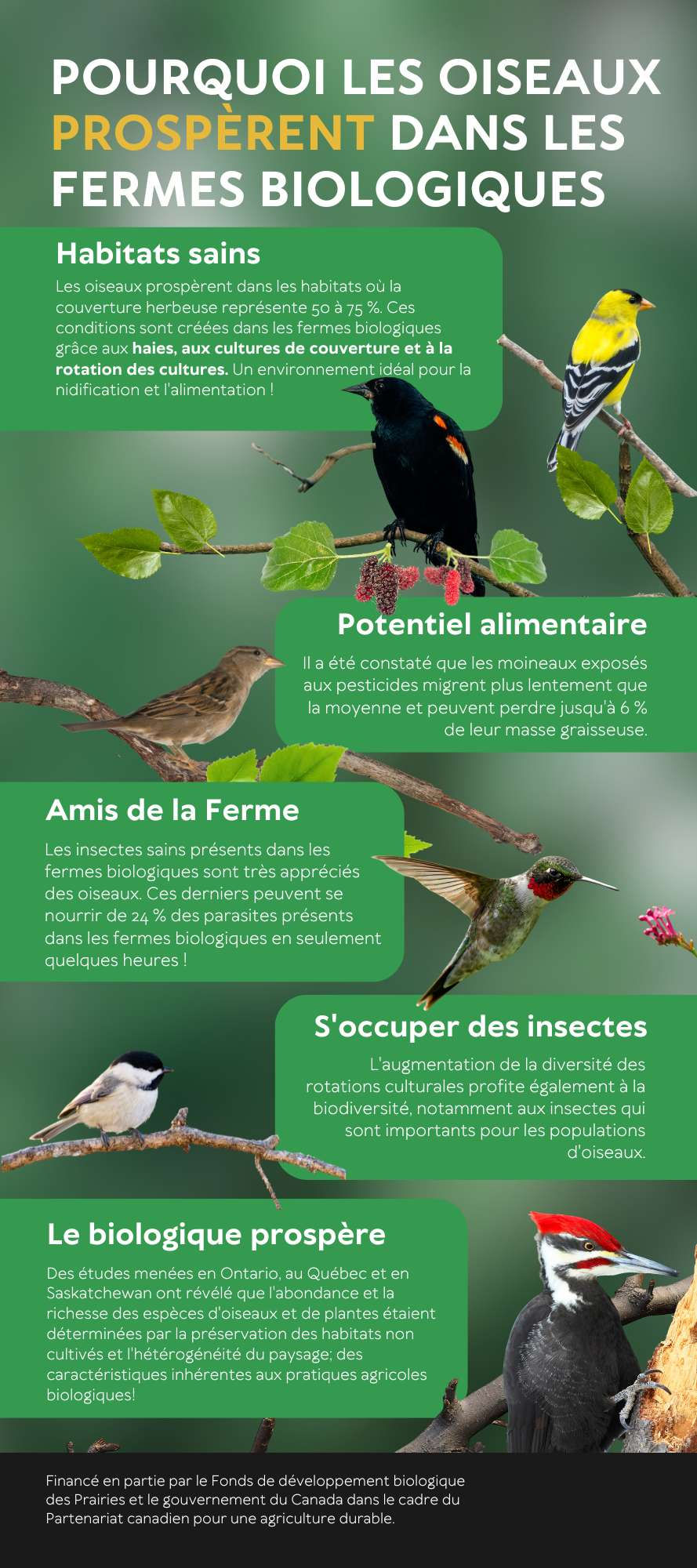 Why Birds Thrive on Organic Farms