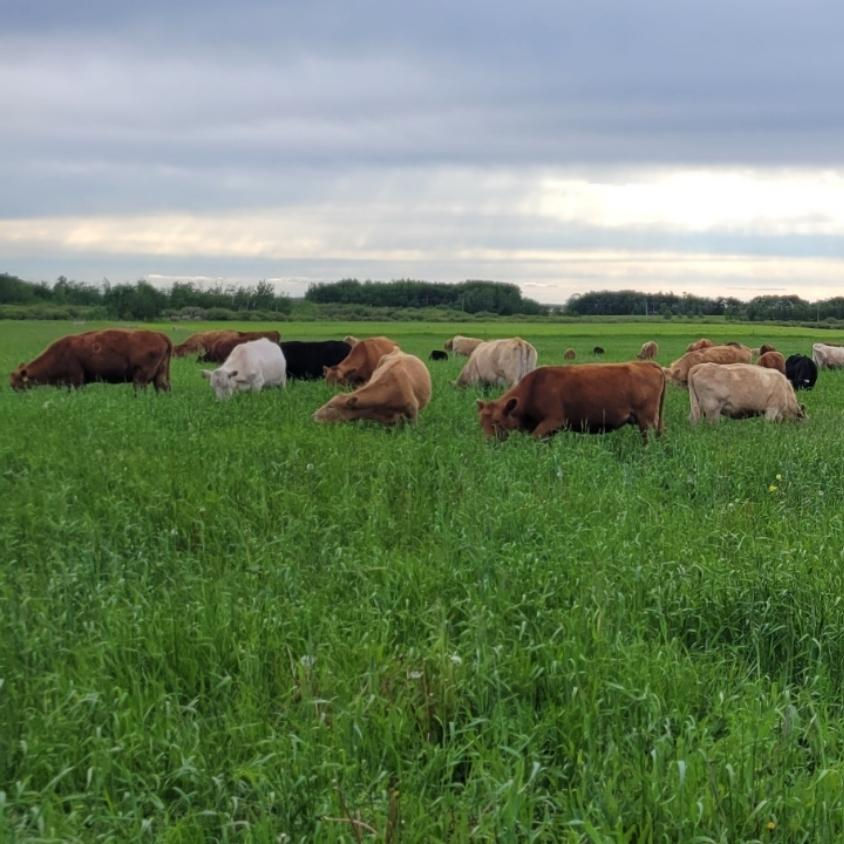 Farm tour with Zack Koscielny, Green Beach Farm & Food