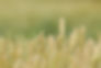 Wheat Field