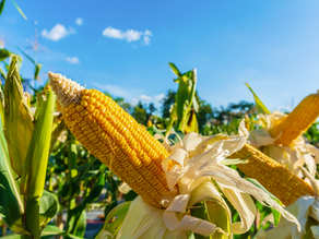 Marché du maïs-grain en Ontario