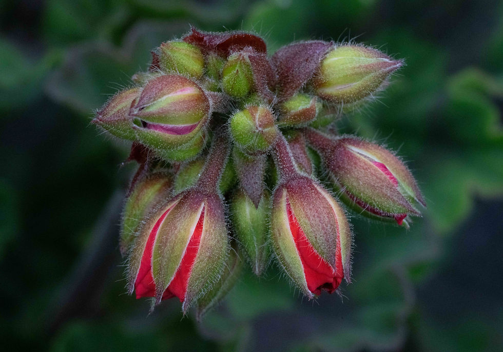 Close up photo by Nicole Getty of buds opening on a plant.