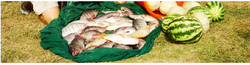 FishAndFruitsFromAquaponics-page0001_edited