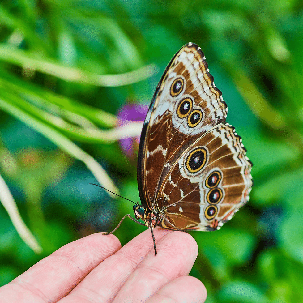 butterflies-girl-butterfly-resolution-free-twitter-colorful-beautiful-jpg-461523.jpg
