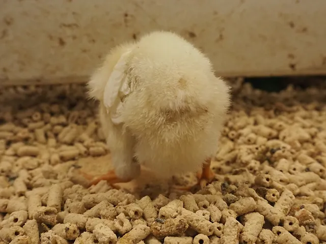 フリーペーパー みよみよ出版 江戸川区