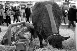 SALON DE L'AGRICULTURE PARIS 2016