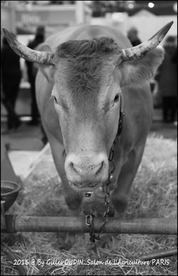 SALON DE L'AGRICULTURE PARIS 2016