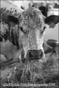 SALON DE L'AGRICULTURE PARIS 2016