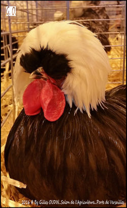 LES POULES...SALON DE L'AGRICULTURE