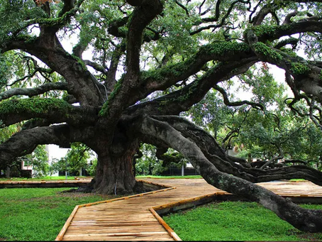 Jesse Ball Dupont Park 