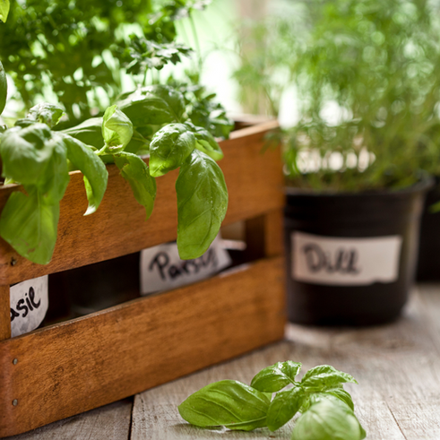 How to Grow a Vegetable Garden in an Apartment: A Step-by-Step Guide