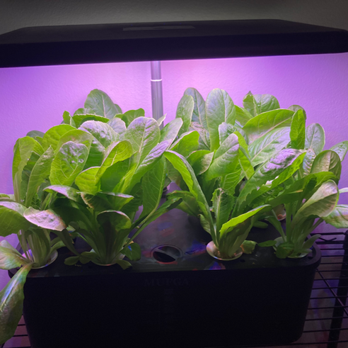 Step Up Your Apartment Garden with Hydroponic Planters
