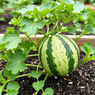 Essential Guide to Growing Watermelon with Hand Pollination Tips for Balconies and Backyards