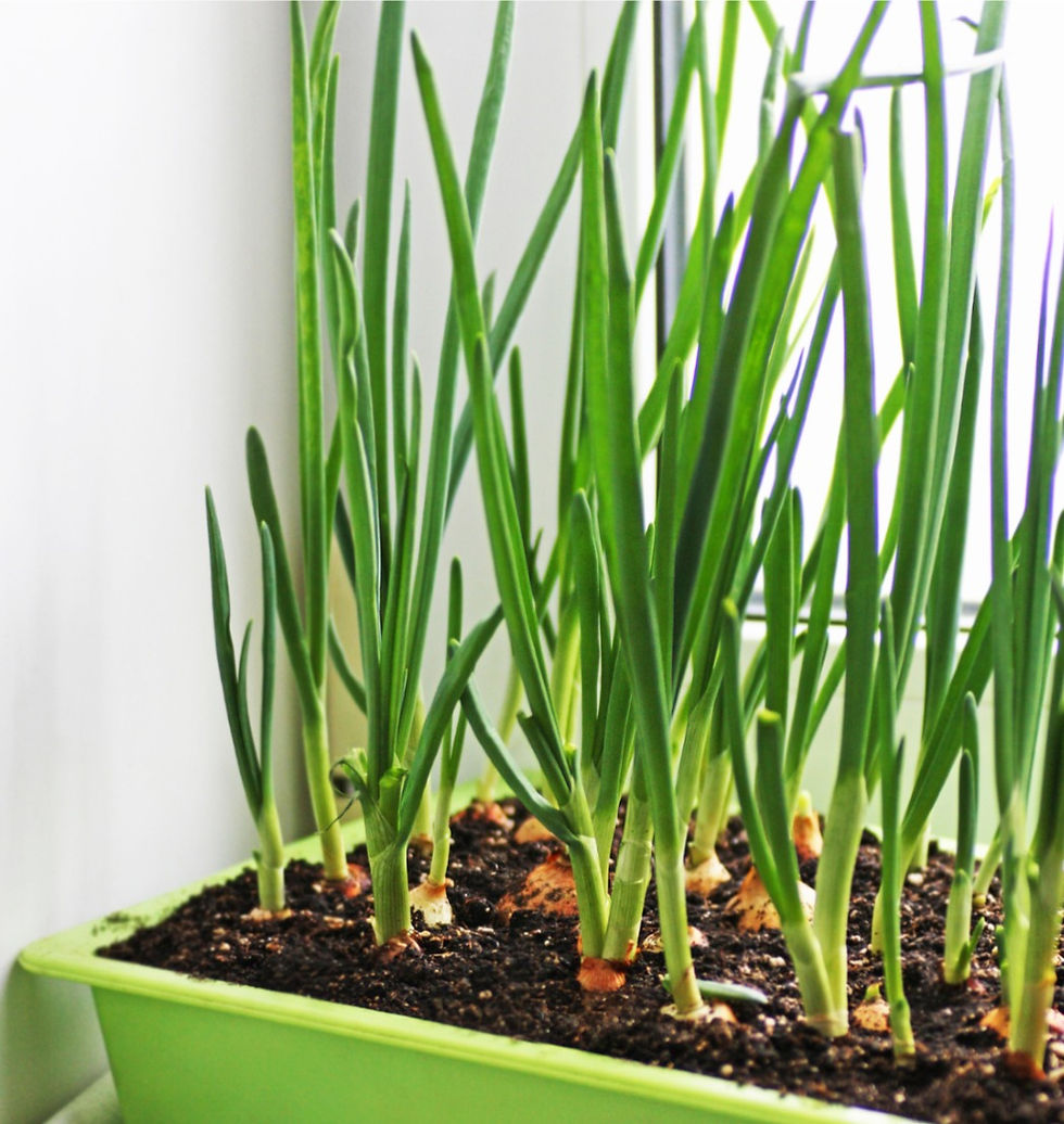 gardening after 50 scallions regrowing water herb container garden easy setup