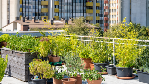 How Zoning Laws Shape Your Urban Garden