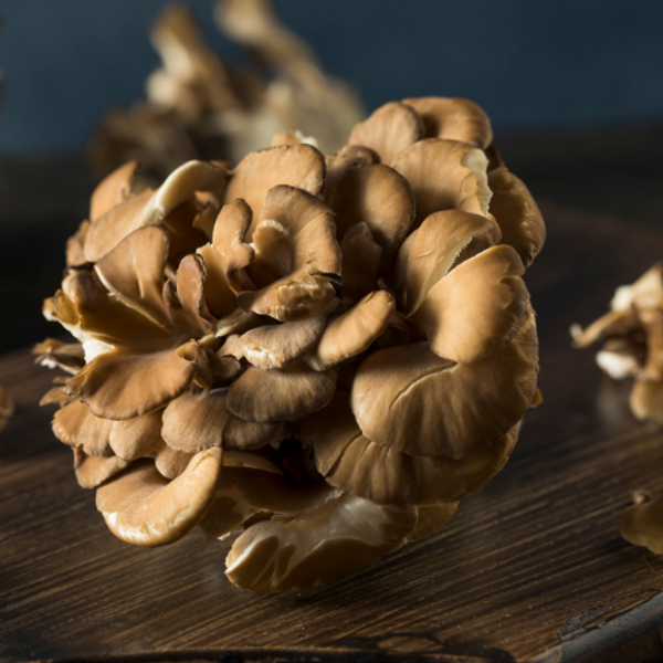 The Easiest Way to Grow Maitake Mushrooms at Home