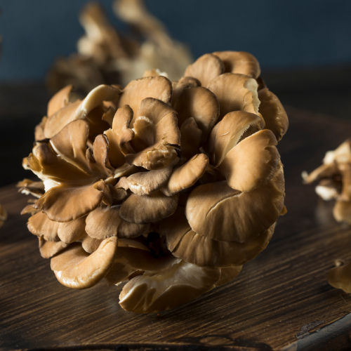 The Easiest Way to Grow Maitake Mushrooms at Home