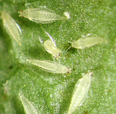 3 Common Indoor Garden Pests and Natural Home Remedies
