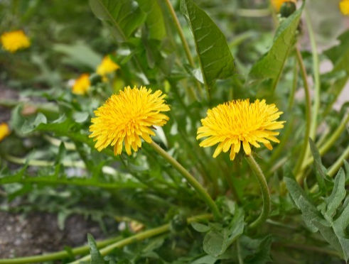 Dandelions: Benefits, Nutritional, Medicinal, and Folkloric Treasure