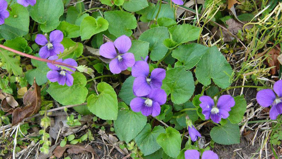 The Many Benefits of Wild Violet Uses and Folklore