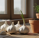 How to Grow Garlic from a Clove in Small Apartments: Easy Methods
