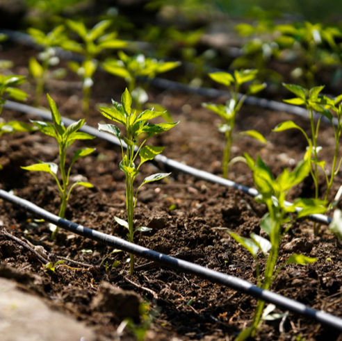 Drip Irrigation Tips I Wish I Knew Earlier (Gardening Wins After Failures)